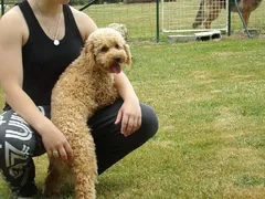 Chien perdu Caniche