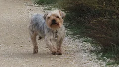 Chien perdu Yorkshire Terrier