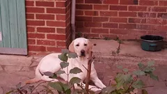 Chien perdu Labrador-Retriever