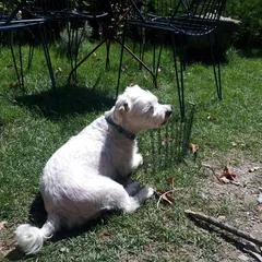 Chien perdu Bichon Maltais