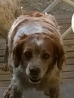 Chien perdu Epagneul Breton