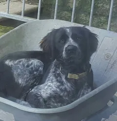 Chien perdu Epagneul Breton