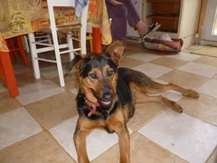 Chien trouvé Beauceron