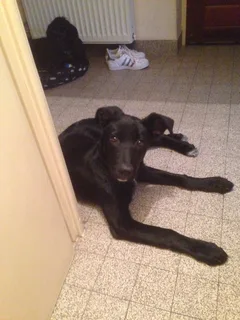 Chien trouvé Labrador-Retriever
