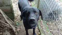 Chien trouvé Labrador-Retriever