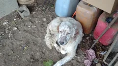 Chien trouvé Epagneul Breton