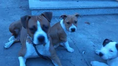 Chien perdu Boxer