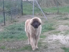 Chien perdu Leonberg
