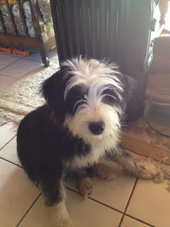 Chien trouvé Berger des Pyrénées