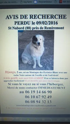 Chien perdu Mâtin des pyrénées