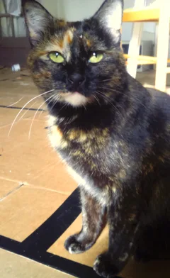 Chat trouvé Européen