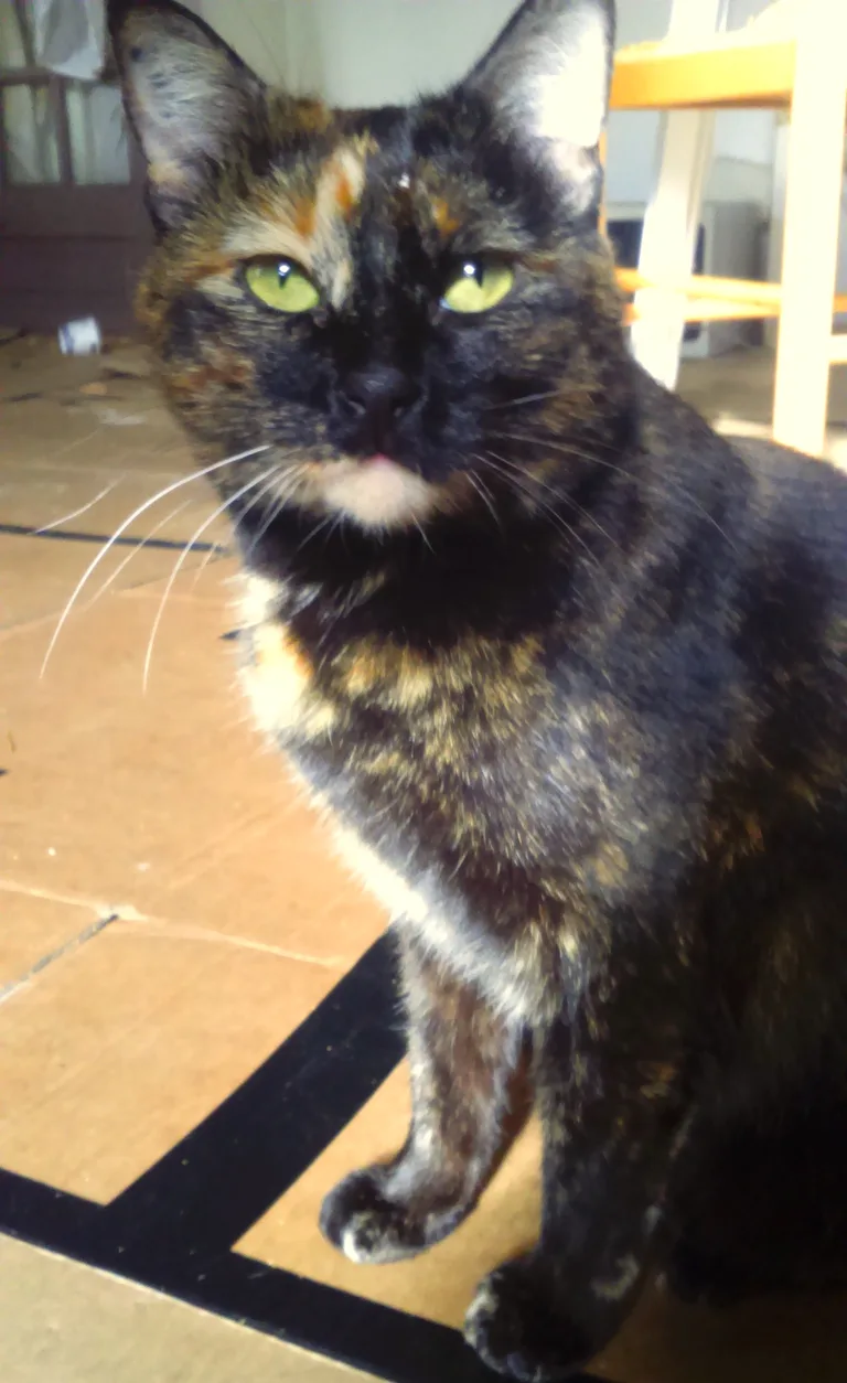 Chat trouvé