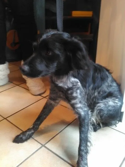 Chien trouvé
