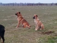 Chien perdu Berger Belge