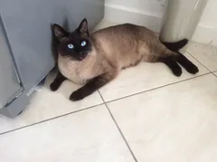 Chat perdu Siamois