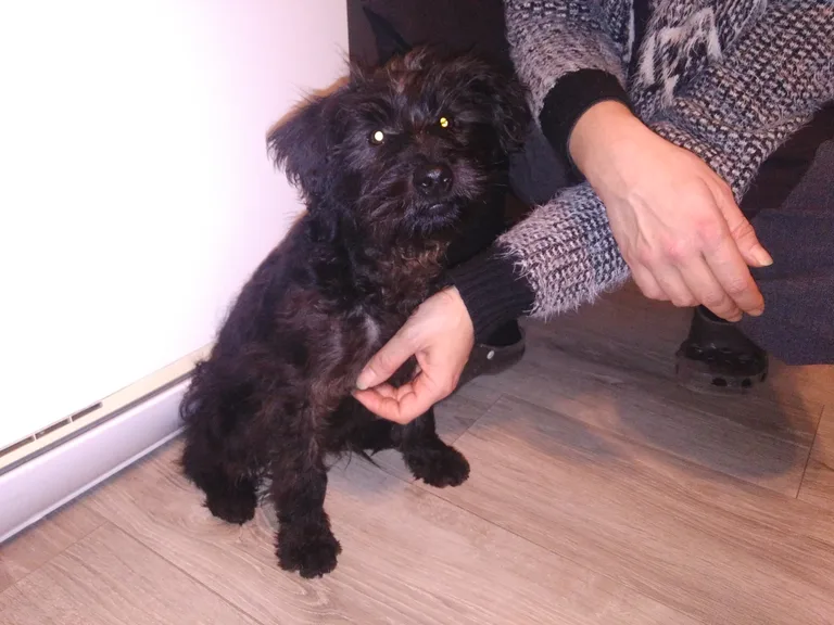 Chien trouvé