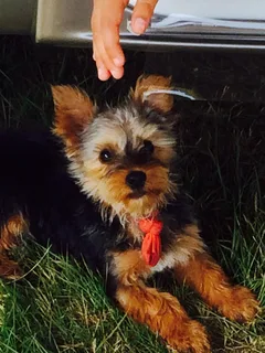 Chien perdu Yorkshire Terrier