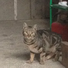 Chat trouvé Européen