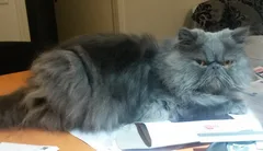 Chat perdu Persan