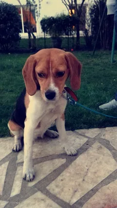 Chien trouvé Beagle