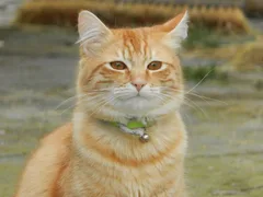 Chat perdu Maine Coon