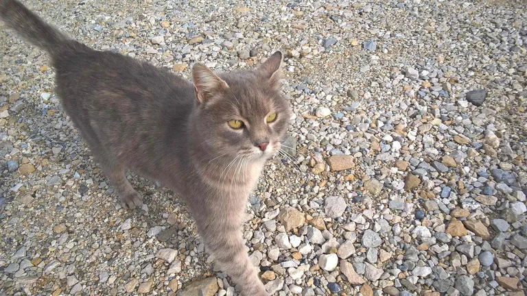 Chat trouvé