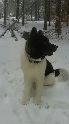 Chien perdu Akita Américain