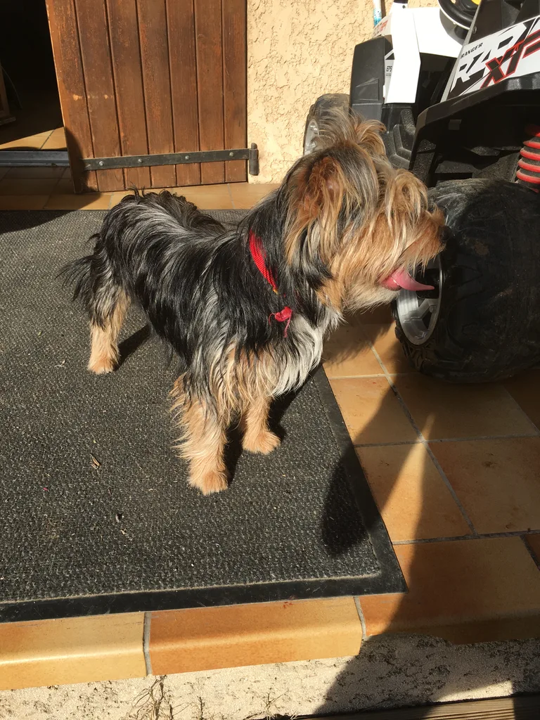 Chien trouvé