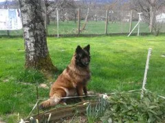 Chien perdu Berger Belge Tervueren