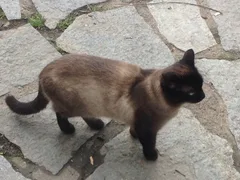 Chat trouvé Siamois