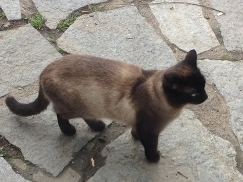 Chat trouvé