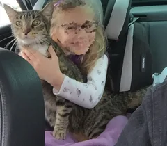 Chat perdu Européen