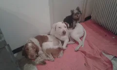Chien perdu Epagneul Breton