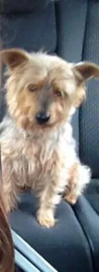 Chien perdu Yorkshire Terrier