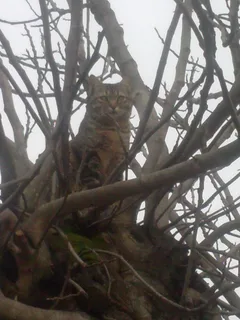 Chat trouvé Européen