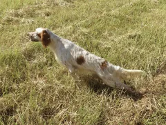 Chien perdu Setter Anglais