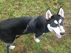 Chien perdu Husky Sibérien
