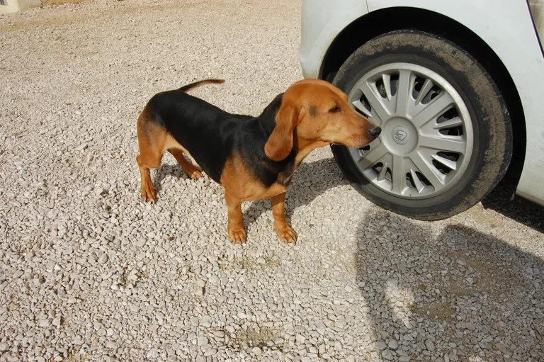 Chien trouvé