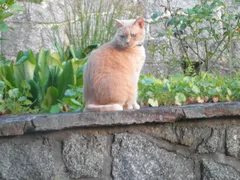 Chat perdu British Shorthair