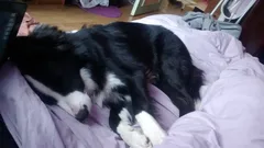 Chien perdu Border Collie