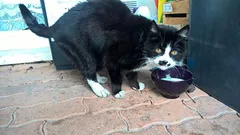 Chat trouvé Européen