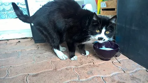 Chat trouvé