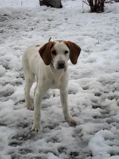 Chien perdu Beagle