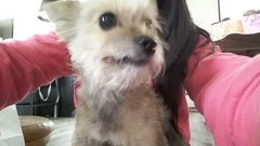 Chien trouvé Yorkshire Terrier
