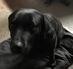Chien trouvé Labrador-Retriever