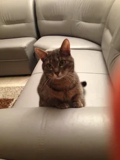 Chat perdu Européen