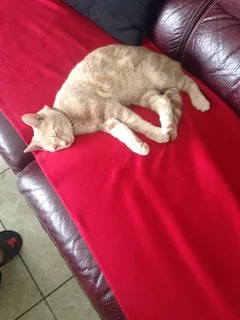 Chat perdu Européen
