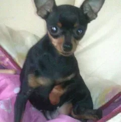 Chien perdu Pinscher
