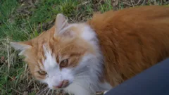 Chat trouvé Européen