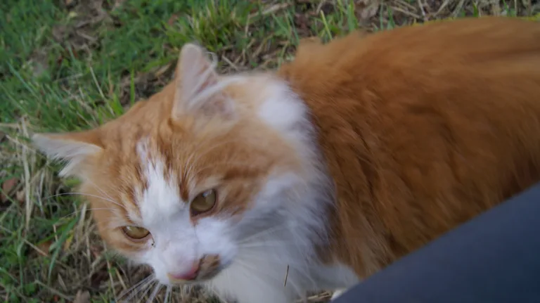 Chat trouvé